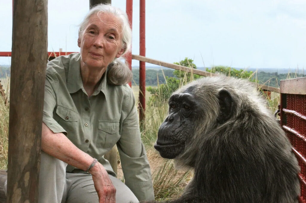 Jane Goodall, etóloga británica