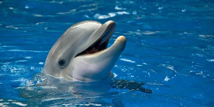 Los delfines tienen una diversidad y comportamientos únicos / Foto: Freepik
