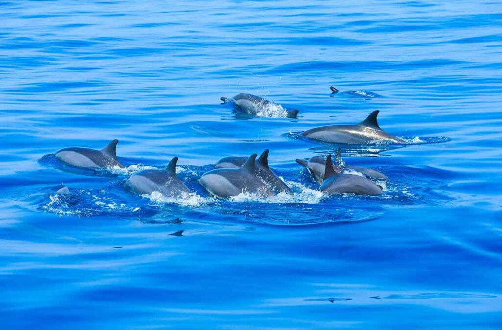 Delfines nadando en el océano. / Foto: Freepik