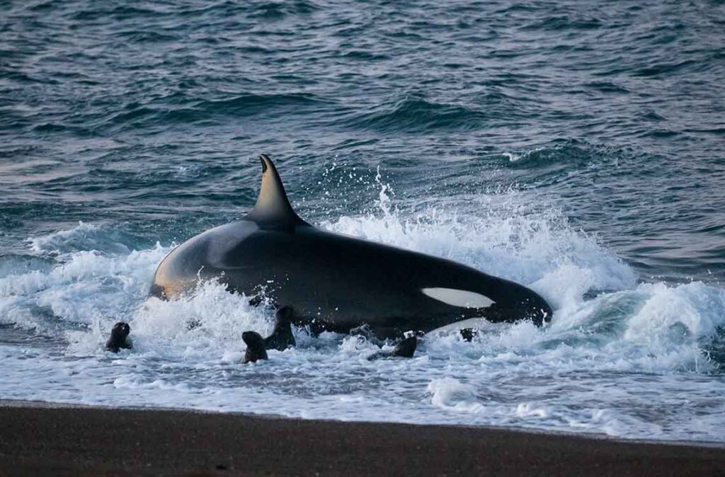 Las Orcas pertenecen a una especie incluida en la familia de los delfines más grande del mundo, aquí se les puede ver cazando a Lobos Marinos / Foto: Freepik