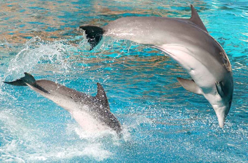 Pareja de delfines saltando / Foto: Freepik