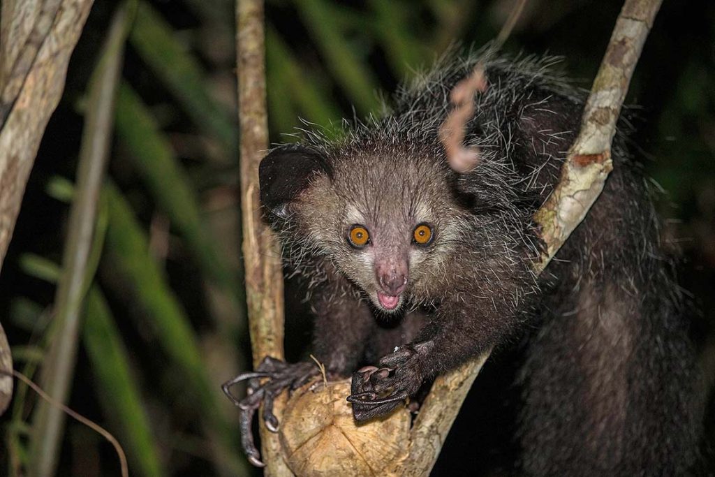 Un Aye-aye con sus grandes ojos curiosos y dedo distintivo, emerge en la oscuridad de la noche, capturando la esencia misteriosa de Madagascar. / Foto: Wikipedia