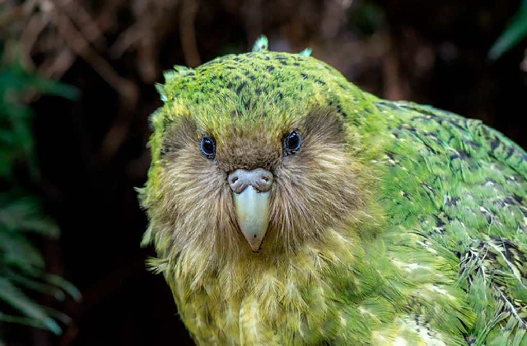 Un kakapo, el loro no volador y nocturno de Nueva Zelanda, posa con su plumaje verde y expresión cautelosa, un raro tesoro de la naturaleza en su sereno hábitat forestal. / Foto: Flicker / Jake Osborne