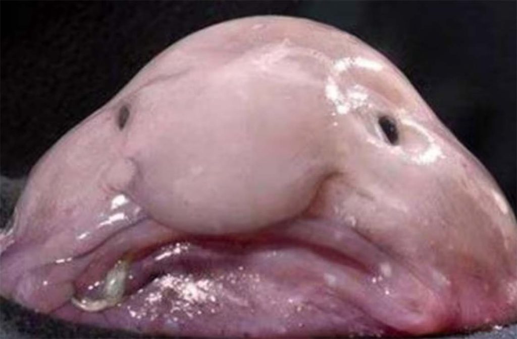 El pez Blobfish en su entorno natural, una peculiar criatura de las profundidades marinas que desafía las nociones de belleza con su inusual y gelatinosa apariencia, uno de los animales más extraños de esta lista / Foto: Internet