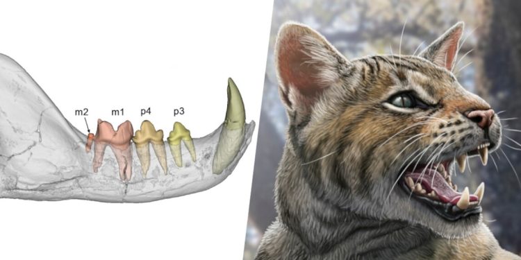 Estos gatos habrían vivido en la península hace 15,5 millones de años
