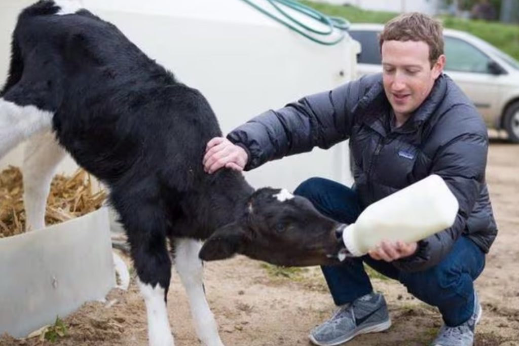 Wagyu y Angus son las razas de ganado que cría Zuckerberg en su rancho 