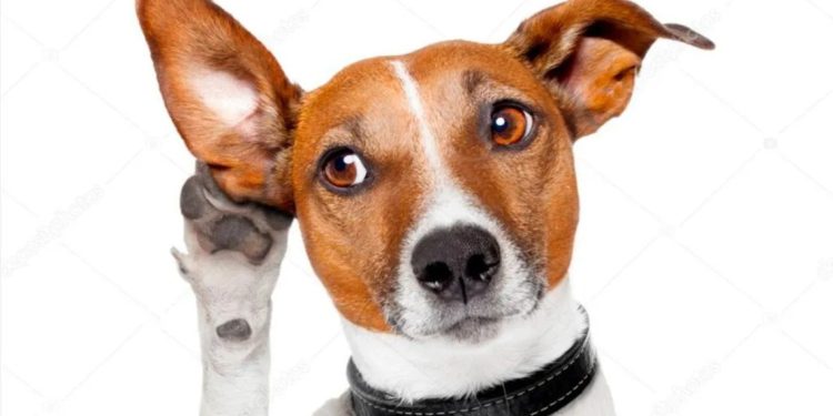 Los ultrasonidos forman una parte crucial de la percepción sensorial de los perros