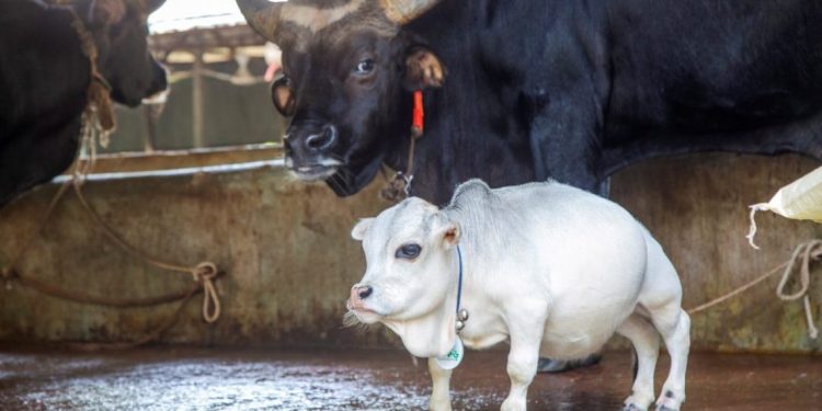 Rani fue reconocida como la vaca más pequeña del mundo/Foto: (EFE/EPA/MONIRUL ALAM)